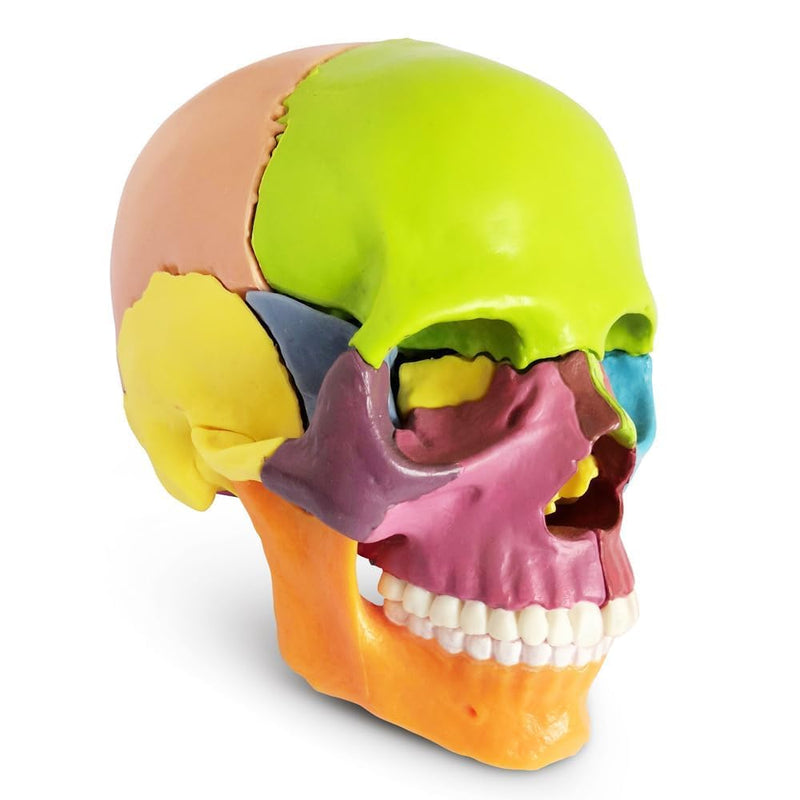 SPANCARE PHARMACEUTICALS Anatomy Skull Model | 15 Parts Human Anatomy Exploded Skull Detachable Palm-Sized Human Color Medical Skull Model,Medical Dental Clinic Teaching Equipment spancare