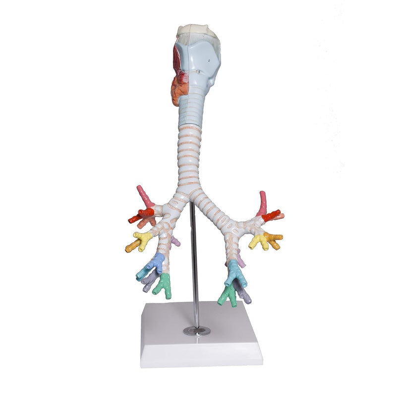 Larynx Model with Bronchial Tree,3 Parts,Natural Size, with (Coloured deatiled Key Card) spancare