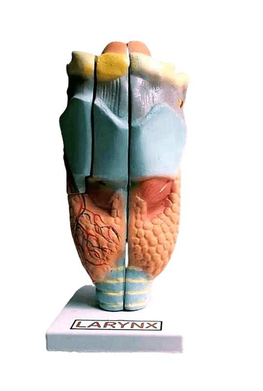 Human Larynx Anatomy Model – Respiratory System Teaching Aid with Vocal Cords & Epiglottis | Medical & Educational Use | 11.5 × 11 × 24 cm spancare