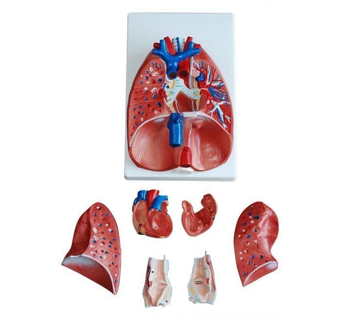 Larynx, Heart and Lungs (Model) spancare