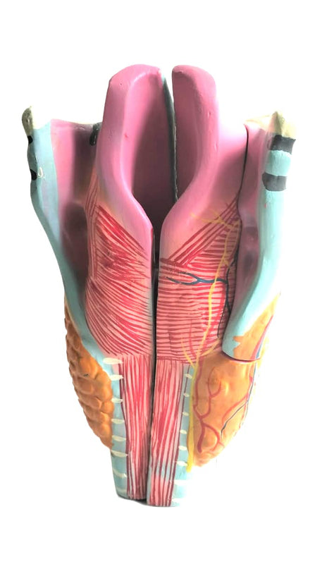 Scientific Human Anatomy Larynx Model spancare