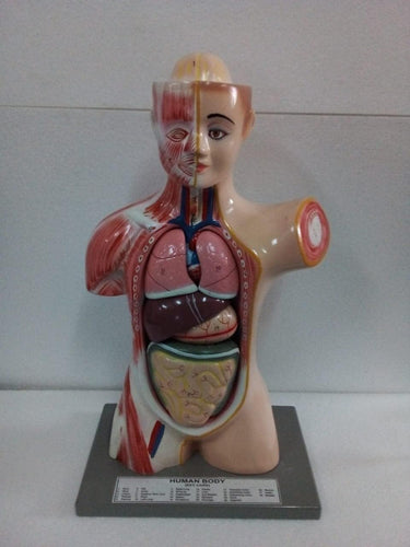 Anatomical (Human Model) in 6 Parts (11 Inch)