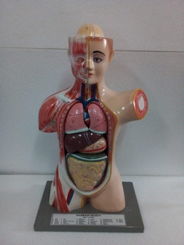 Anatomical (Human Model) in 6 Parts (11 Inch) spancare