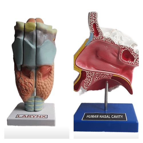 Human Larynx & Nasal Cavity Anatomy Model Set