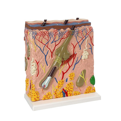 Human Skin Model – Premium Quality Anatomical Model
