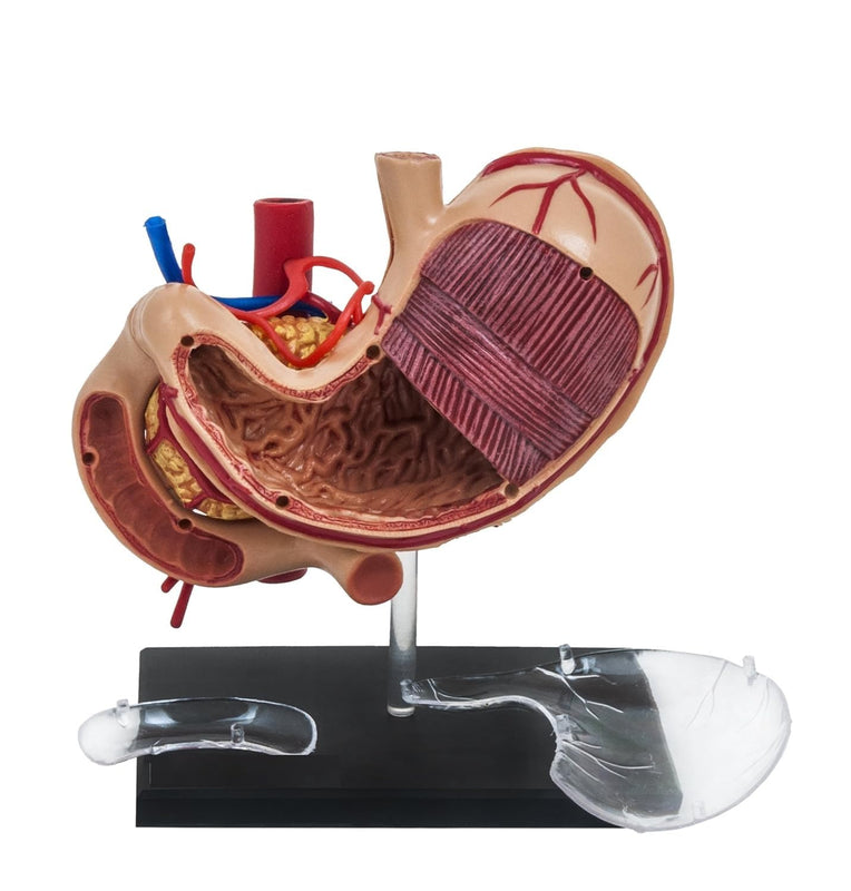 Deluxe 4D Human Stomach Anatomical Model with 10 Removable Parts spancare