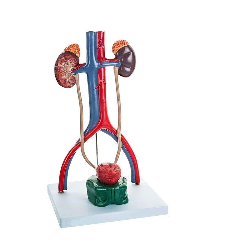 Spancare Medical Male Urinary System Premium Anatomical Model, with One Cut-Away Kidney spancare