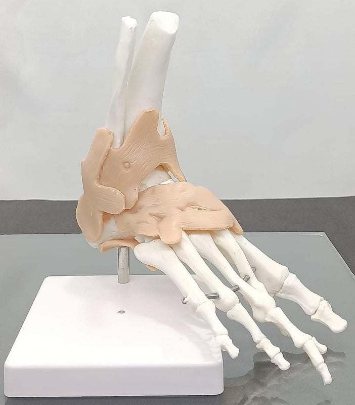 Human Foot Joint Model Flexible PVC Plastic (Anatomical Model) Unbreakable spancare