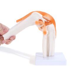 Human Knee Joint Model with Ligaments Flexible 1:1  Scientific Life Size with Premium Display Base  Best Teaching Tool for Patient Education & Anatomy Study
