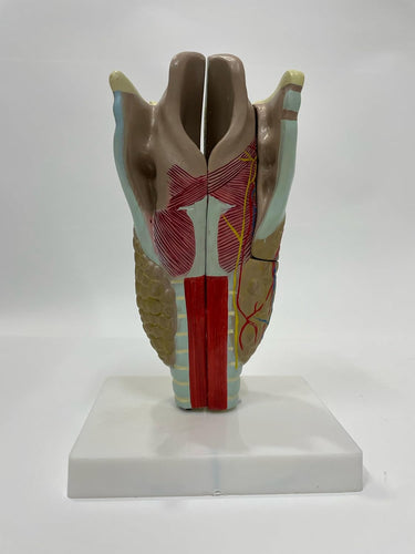 Human Head Model Life Size 1 Pc Anatomical Teaching Model