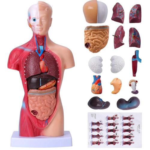 Human Torso Anatomical Model 45cm with Removable Organs