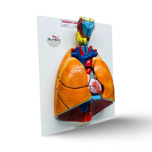 Human Lungs and Heart Anatomy Model with Larynx