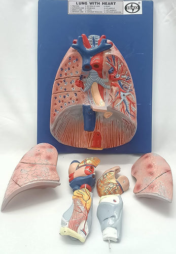 Human Lung with Heart Model Life Size Model in 7 Part Fiber Glass