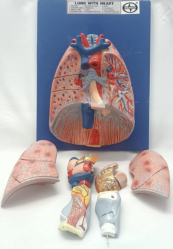 Human Lung with Heart Model23583