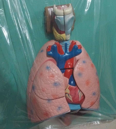 Human Lungs Model with Heart Anatomical Respiratory Model