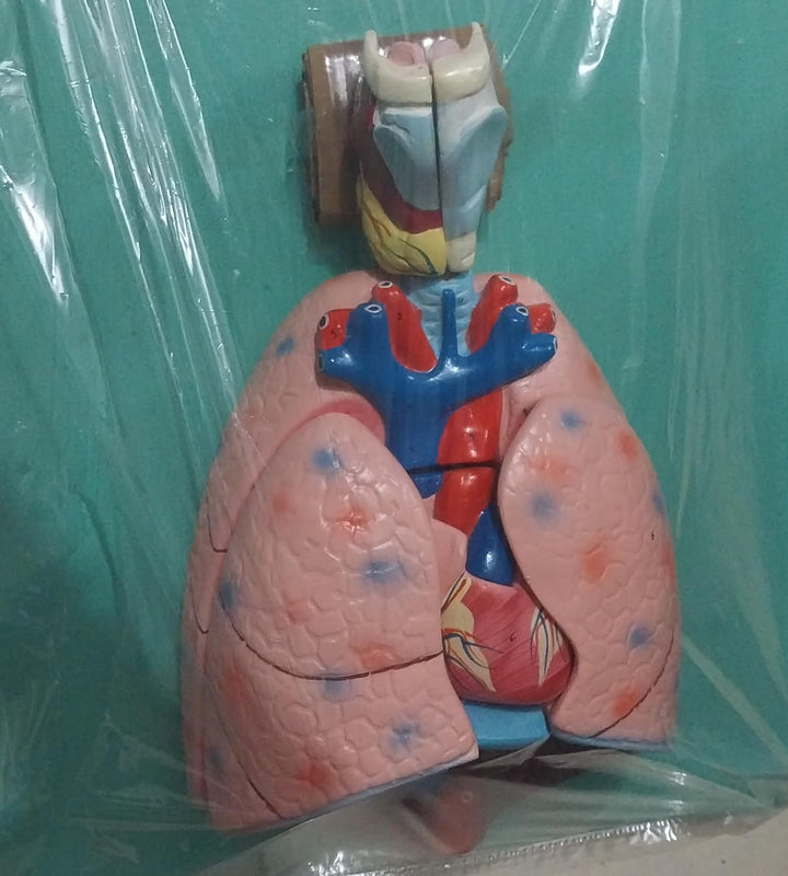 Human Lungs Model with Heart