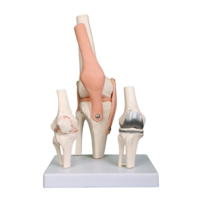 Human Advance Gynecological Simulator – Spancare